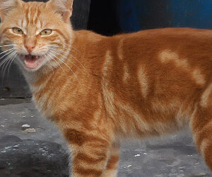 The parable of the ugly cat