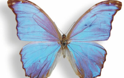 Butterfly wings