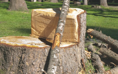 Woodcutters  Wisdom