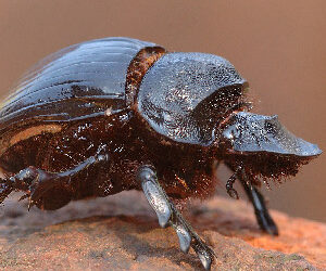 Blessed are the dung beetles